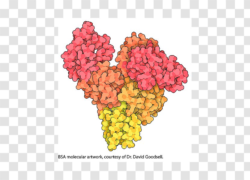 Bovine Serum Albumin Total Protein Globulin - Solubility - Electrophoresis Transparent PNG
