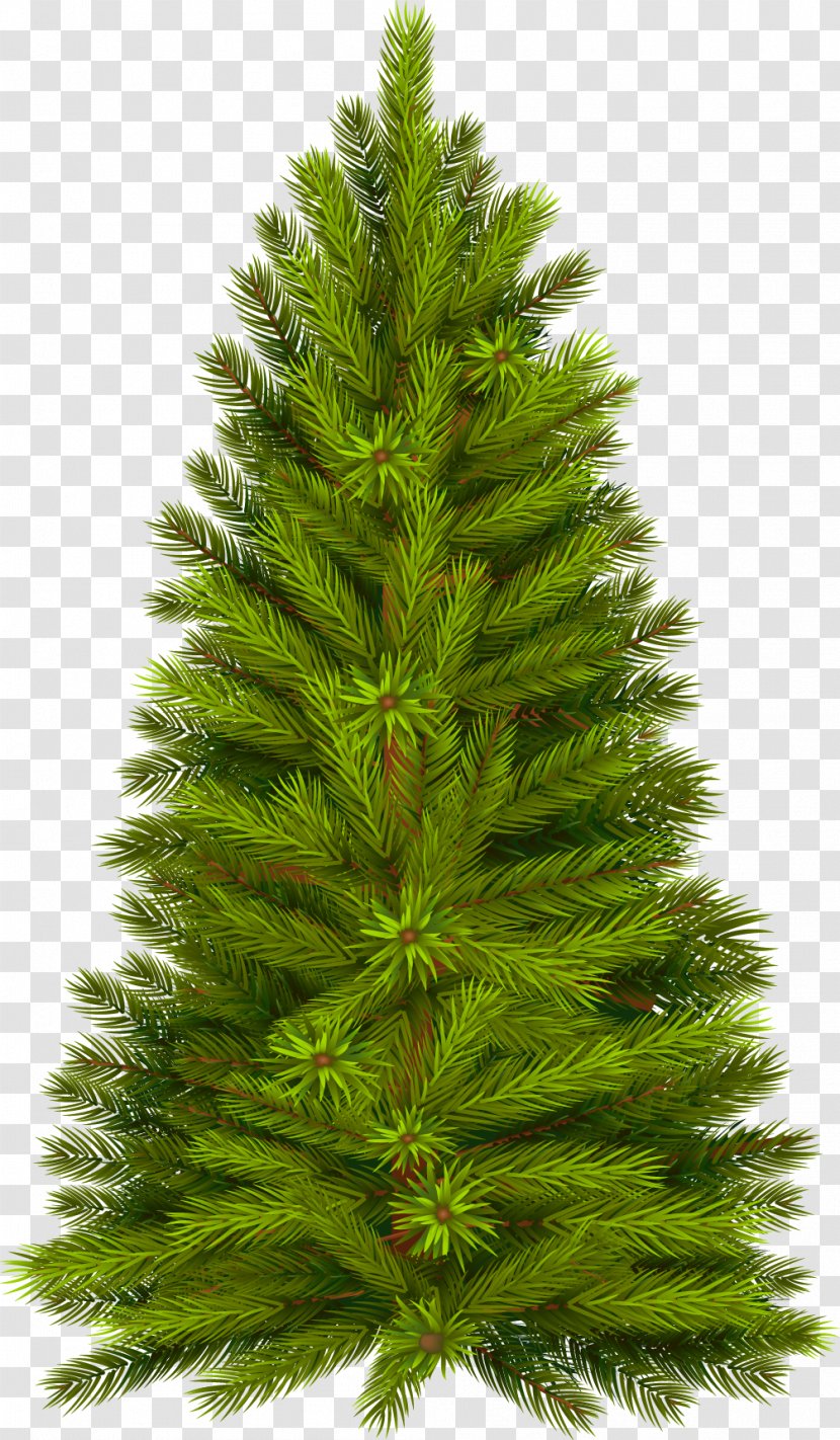 Tree Pine Fir Christmas - Ornament - Fir-tree Transparent PNG