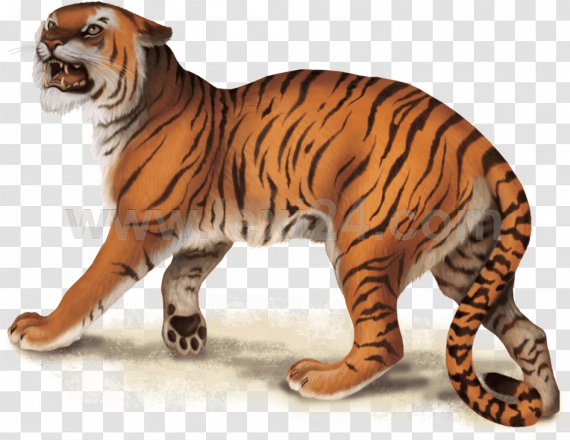 Tiger Big Cat Terrestrial Animal Wildlife Transparent PNG