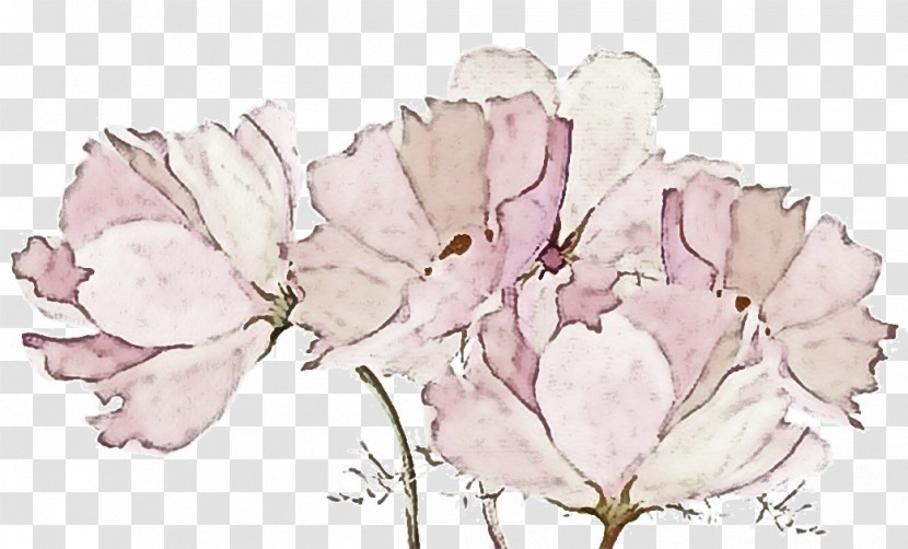 Rose Transparent PNG