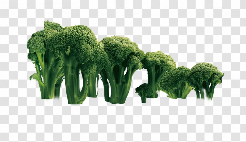 Broccoli Vegetable Cauliflower - Superfood Transparent PNG