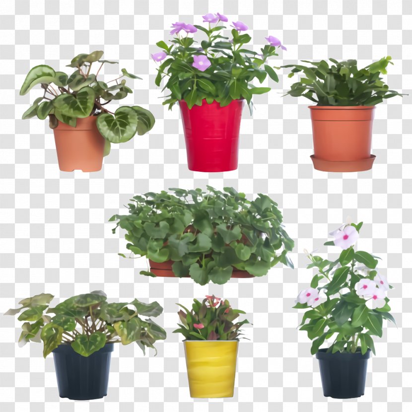 Flower Flowerpot Plant Flowering Houseplant - Shrub Geranium Transparent PNG