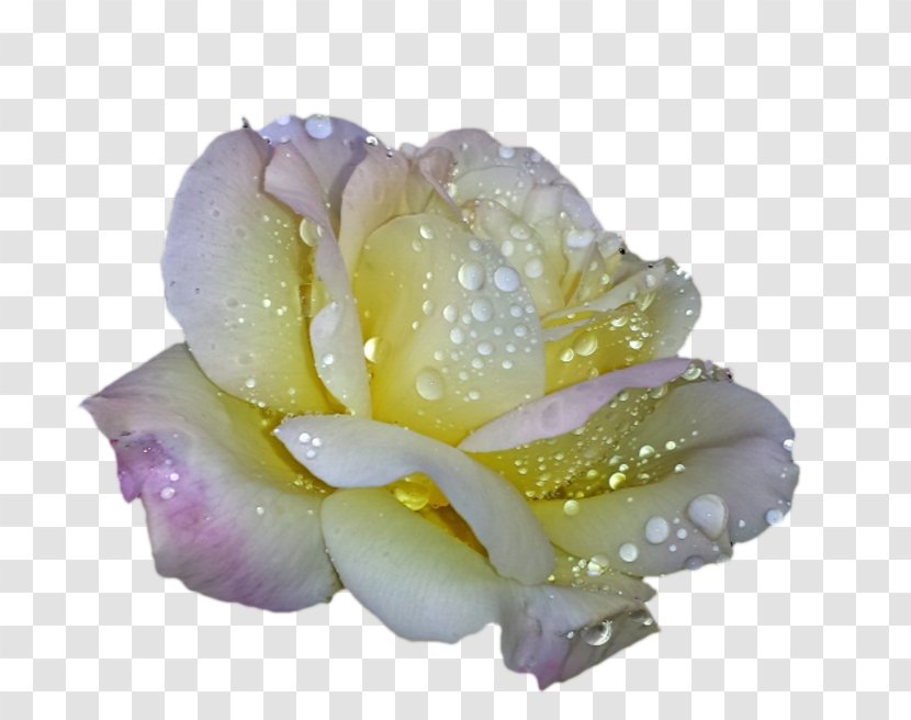 Garden Roses Clip Art Cabbage Rose Flower - Pink - Fontain Transparent PNG