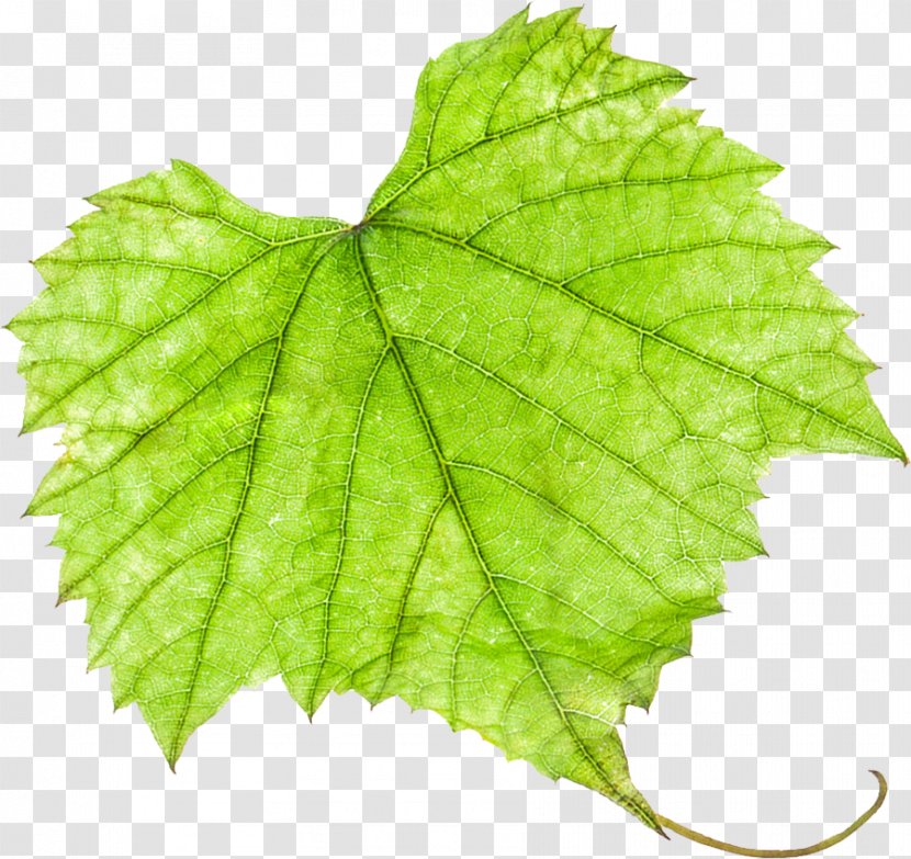 Grape Leaves Grapevines - Plane Tree Family Transparent PNG