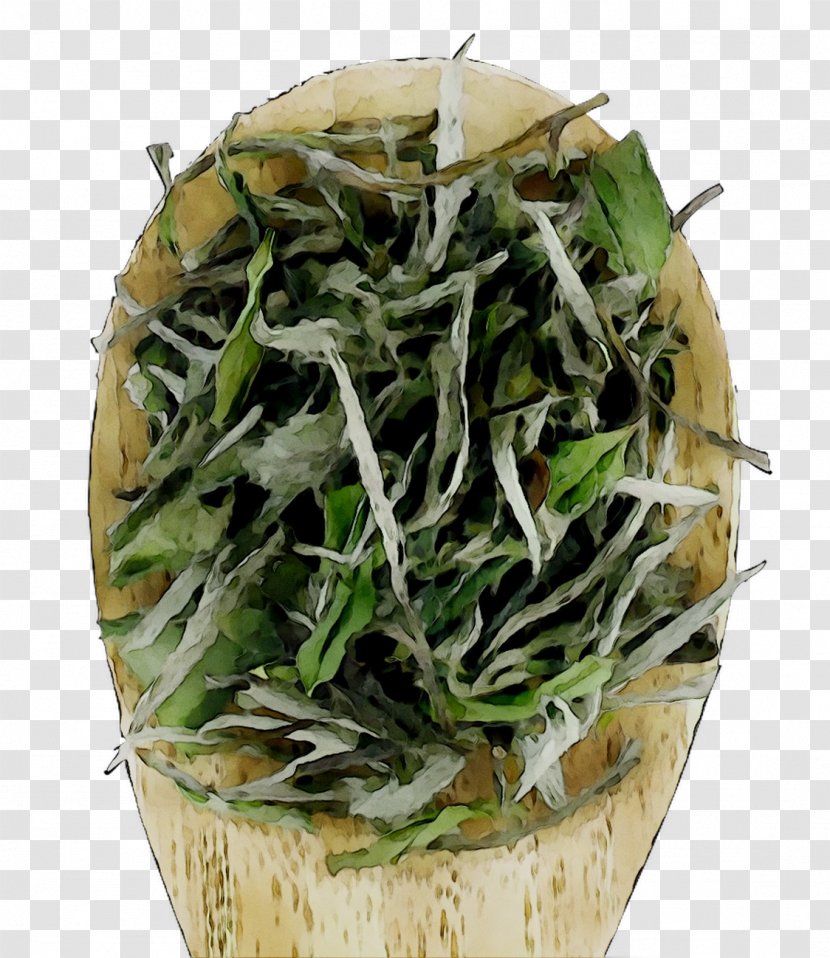 Bai Mudan Herb - Cuisine Transparent PNG