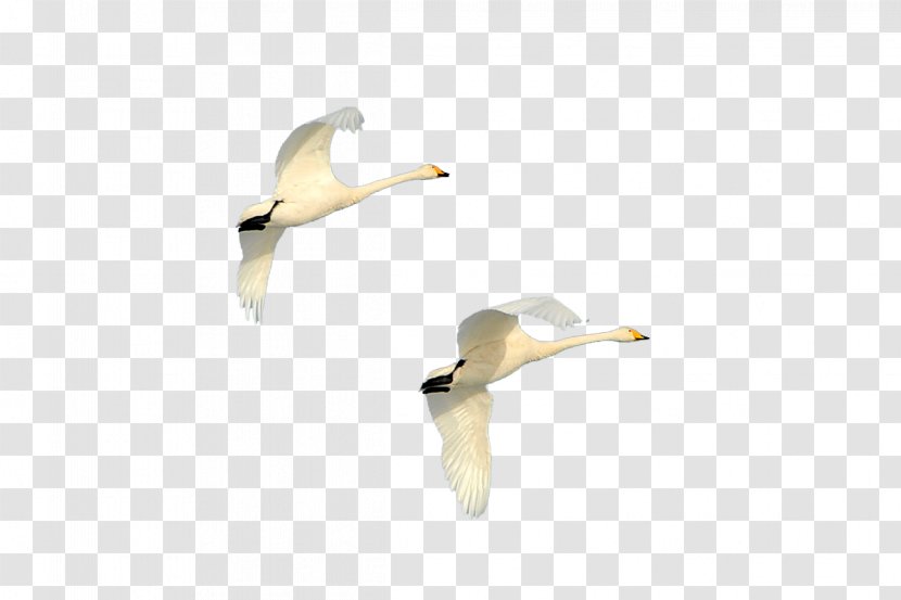 Duck Cygnini Goose Sky - Gratis - Travel Transparent PNG