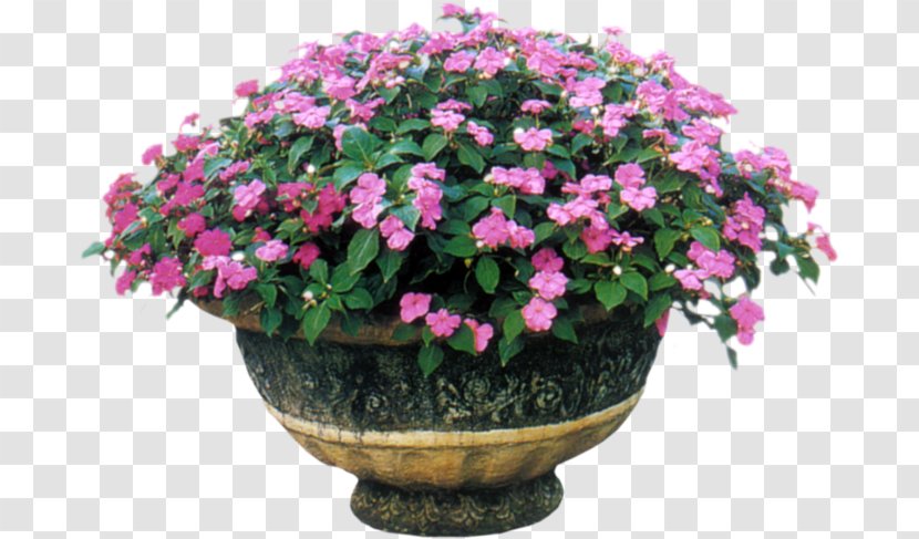 Impatiens Balsamina Annual Plant Flowering Plants - Pink - Flowers Bucket Transparent PNG