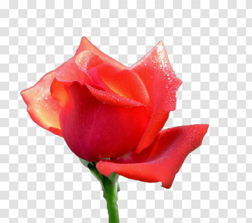 Rosa Chinensis Garden Roses Centifolia Floribunda Petal - Orange - A Rose Transparent PNG