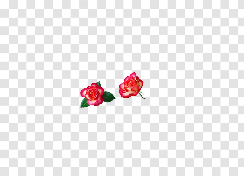 Red Flower - Garden Roses - Rose Transparent PNG