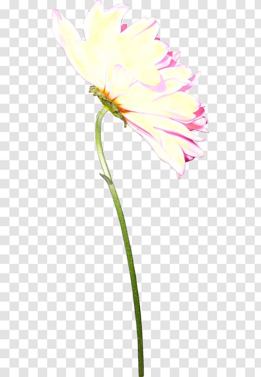 Tulip Cut Flowers Rosaceae Plant Stem Petal - Flora Transparent PNG