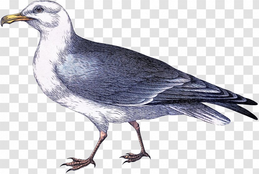 Bird Beak Rock Dove Stock Pigeons And Doves - Watercolor - European Herring Gull Transparent PNG