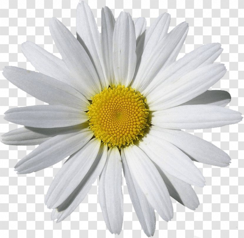Chamomile Clip Art Image - Flower Transparent PNG