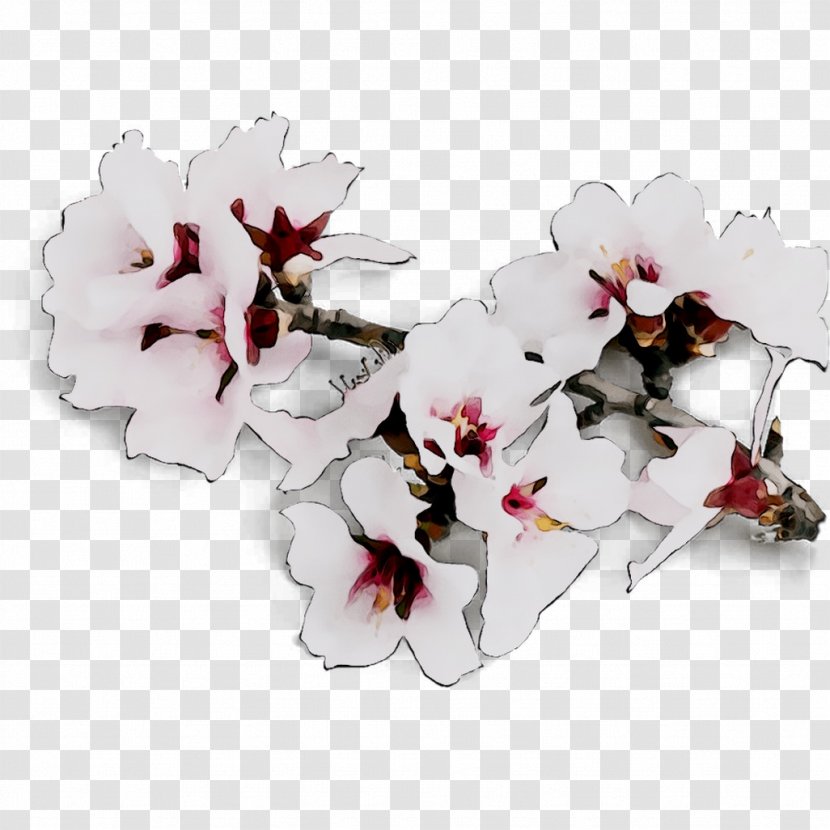 Moth Orchids Cut Flowers - Petal - Cherry Blossom Transparent PNG