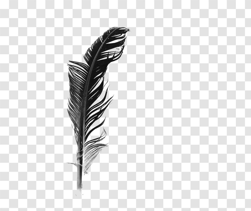 White Feather Black And - Gratis - Feathers Transparent PNG