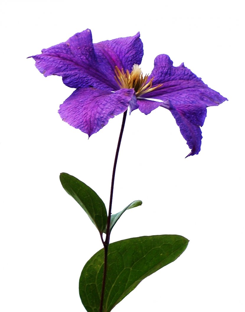 Bach Flower Remedies Clematis Viticella - Wikimedia Commons Transparent PNG