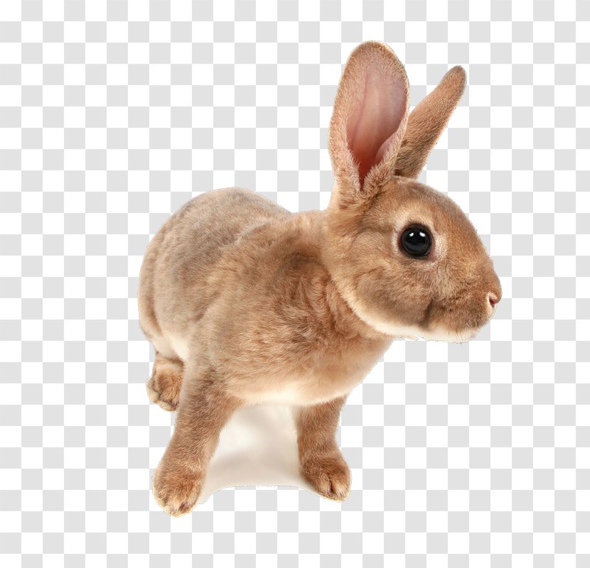 Domestic Rabbit Hare Netherland Dwarf Holland Lop Transparent PNG