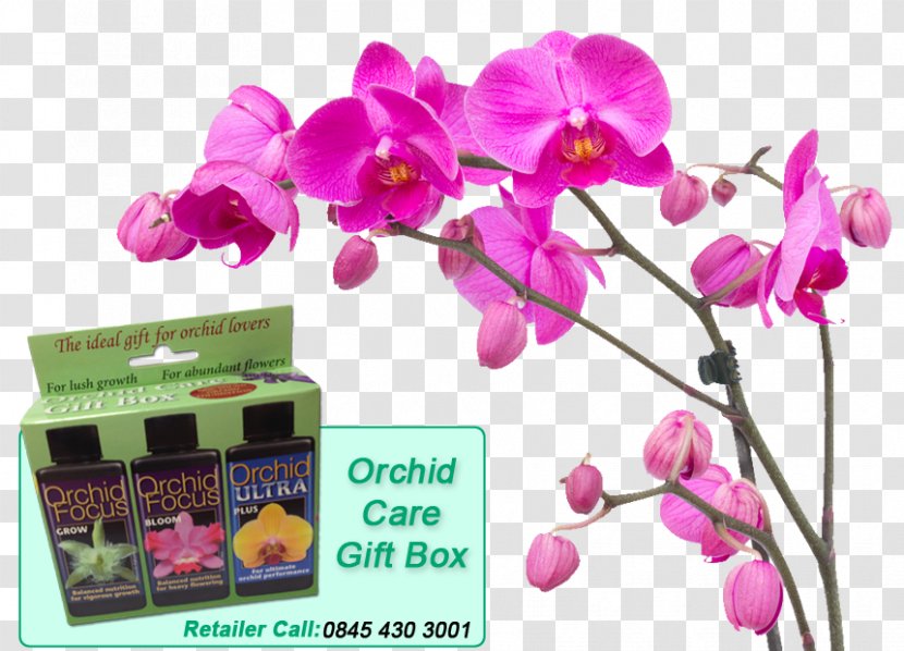 Moth Orchids Stock Photography Plant - Petal Transparent PNG