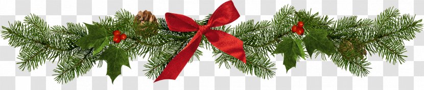 Christmas Tree - Fir - Author Transparent PNG