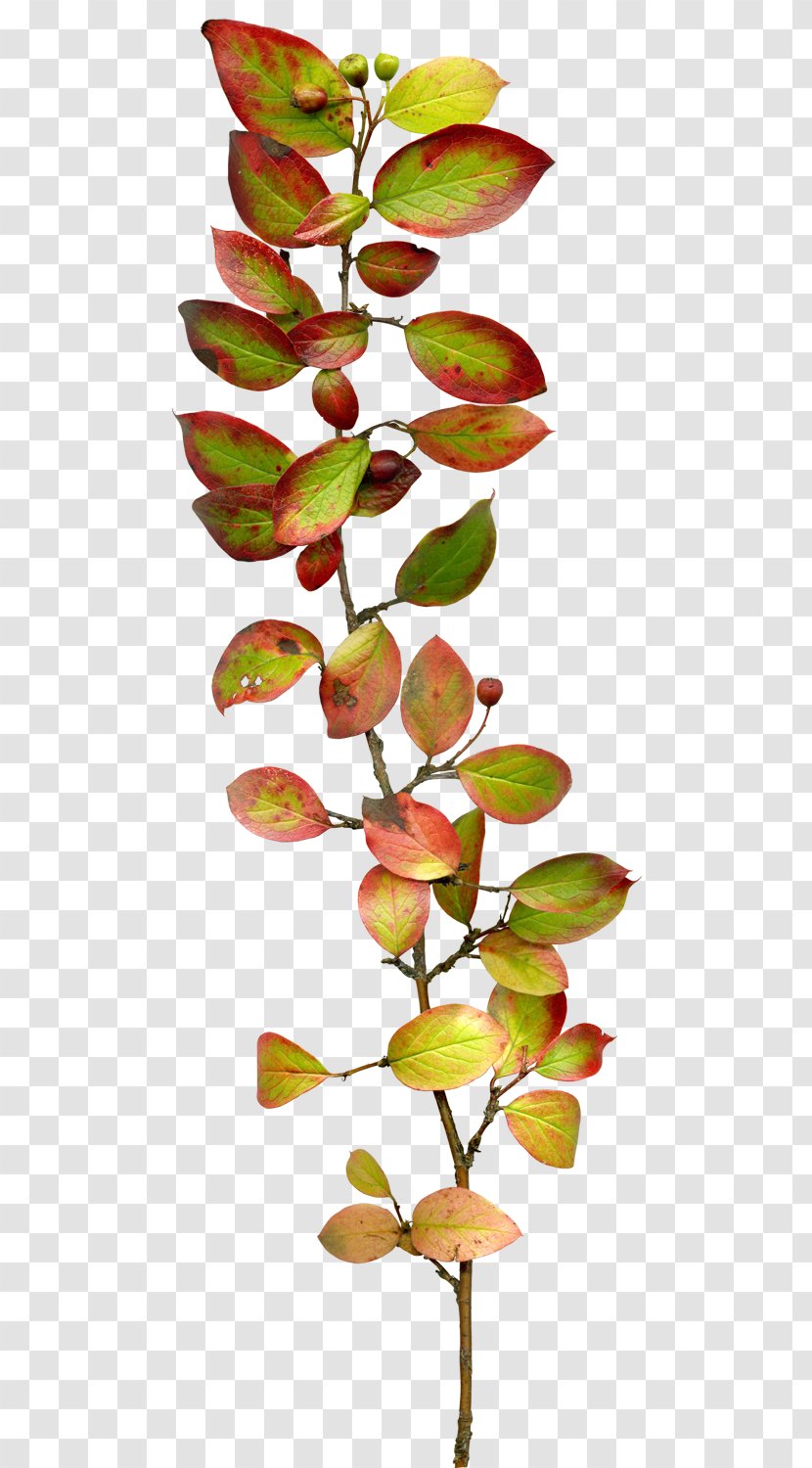 Leaf Twig Branch Pixel - Transparency And Translucency - Leaves Transparent PNG