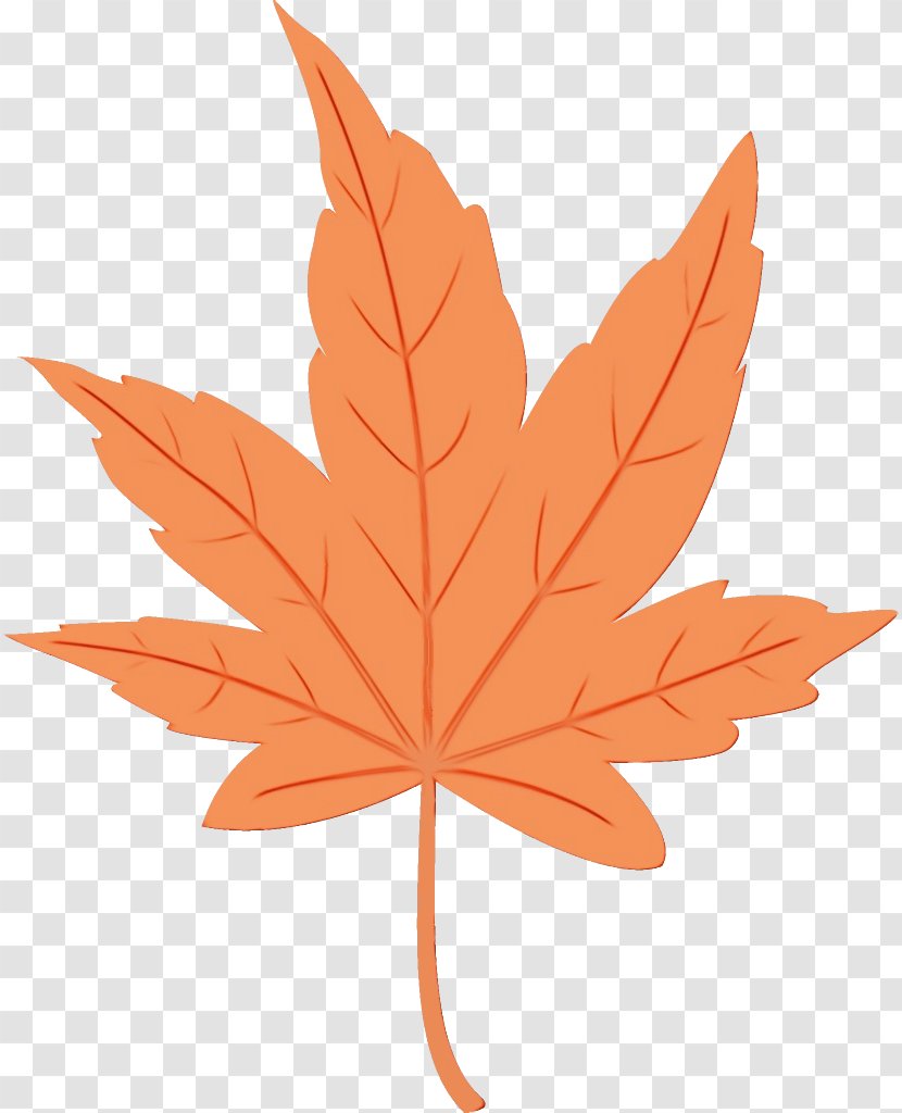 Maple Leaf - Woody Plant - Black Transparent PNG