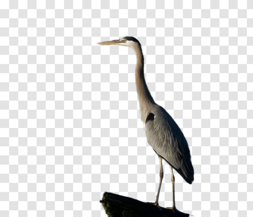 Great Blue Heron Egret - Wing - Stork Cartoon Transparent PNG