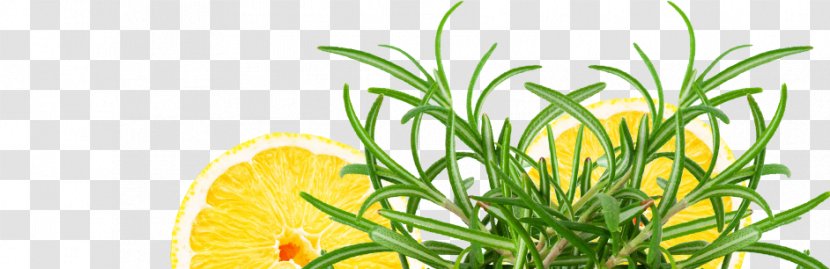 Vegetarian Cuisine Herbalism Grasses Fruit - Park TOP Transparent PNG