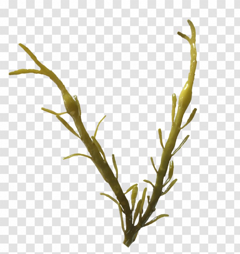 Ascophyllum Nodosum Seaweed Brown Algae Bladder Wrack - Grass Family - Irish Moss Puget Sound Transparent PNG