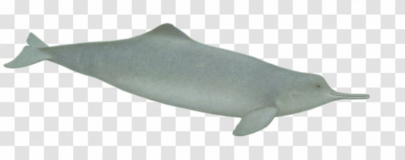 Common Bottlenose Dolphin Porpoise River Spinner Tucuxi - Chinese White Transparent PNG