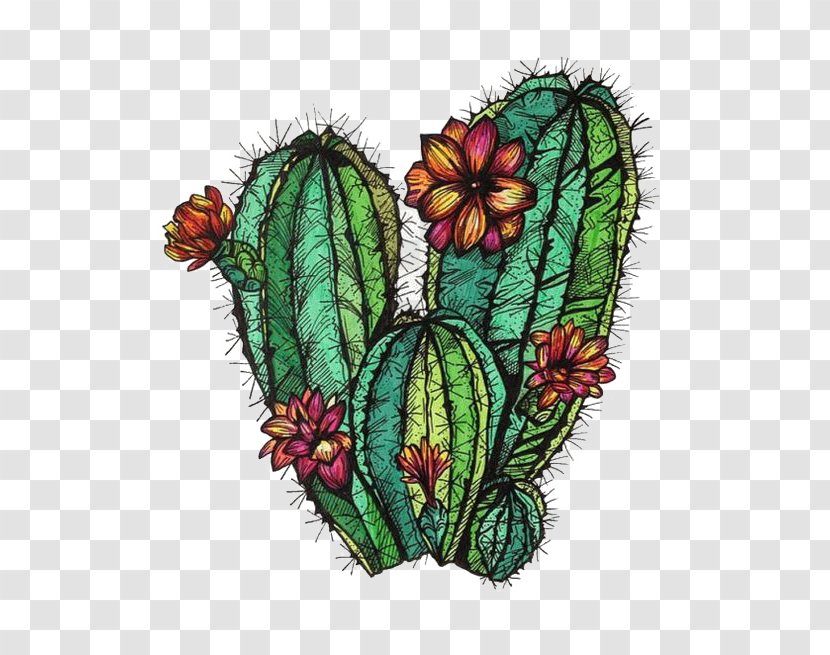 Cactaceae Drawing Painting - Prickly Pear - Cactus Transparent PNG
