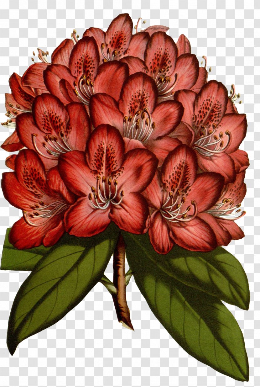 Flower - Red - Bouquet Transparent PNG