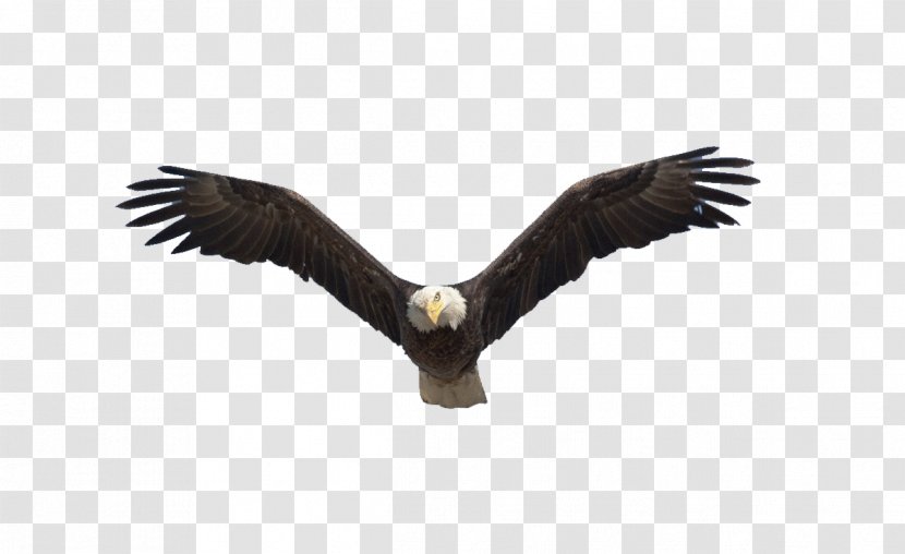 Benton Lake National Wildlife Refuge Bald Eagle Flight Bird - Flying Transparent PNG