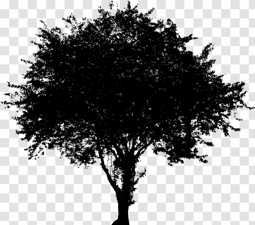 Tree Vector Graphics Evergreen Image Oak - Royaltyfree Transparent PNG