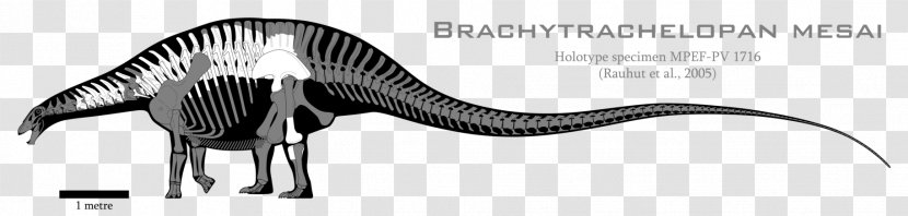 Brachytrachelopan Dicraeosaurus Skeleton Dinosaur Diplodocoidea - Sauropods Transparent PNG
