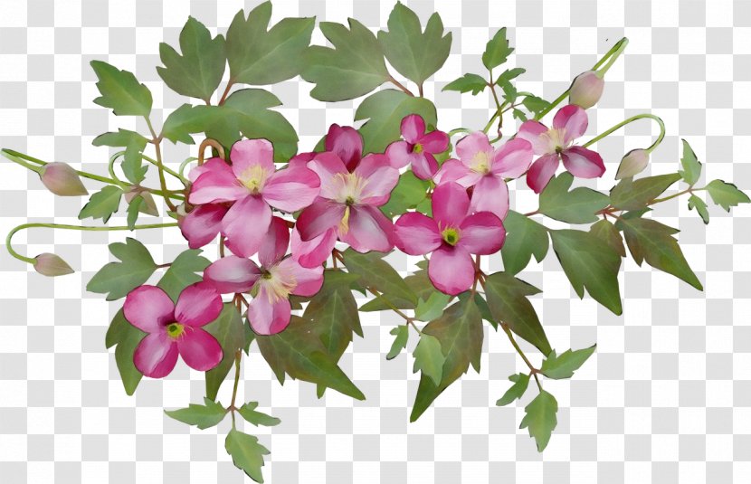 Flower Plant Flowering Pink Petal - Perennial Geranium Transparent PNG