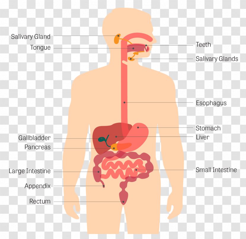 Gastrointestinal Tract Human Digestive System Disease Digestion Body - Frame Transparent PNG
