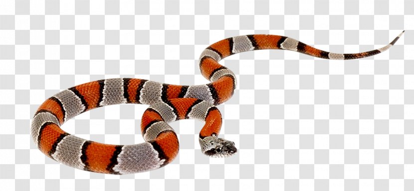 Snake Reptile Cobra Clip Art - Scaled - Venkateswara Transparent PNG