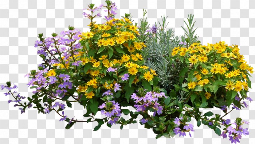 Flower Plant Shrub - Flowerpot - Lavender Transparent PNG