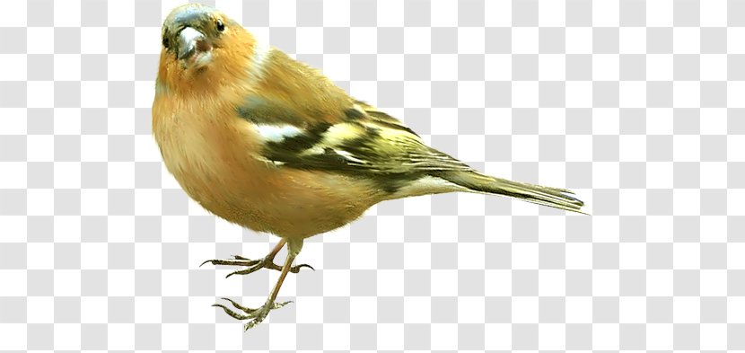 Bird Tk - Beak Transparent PNG