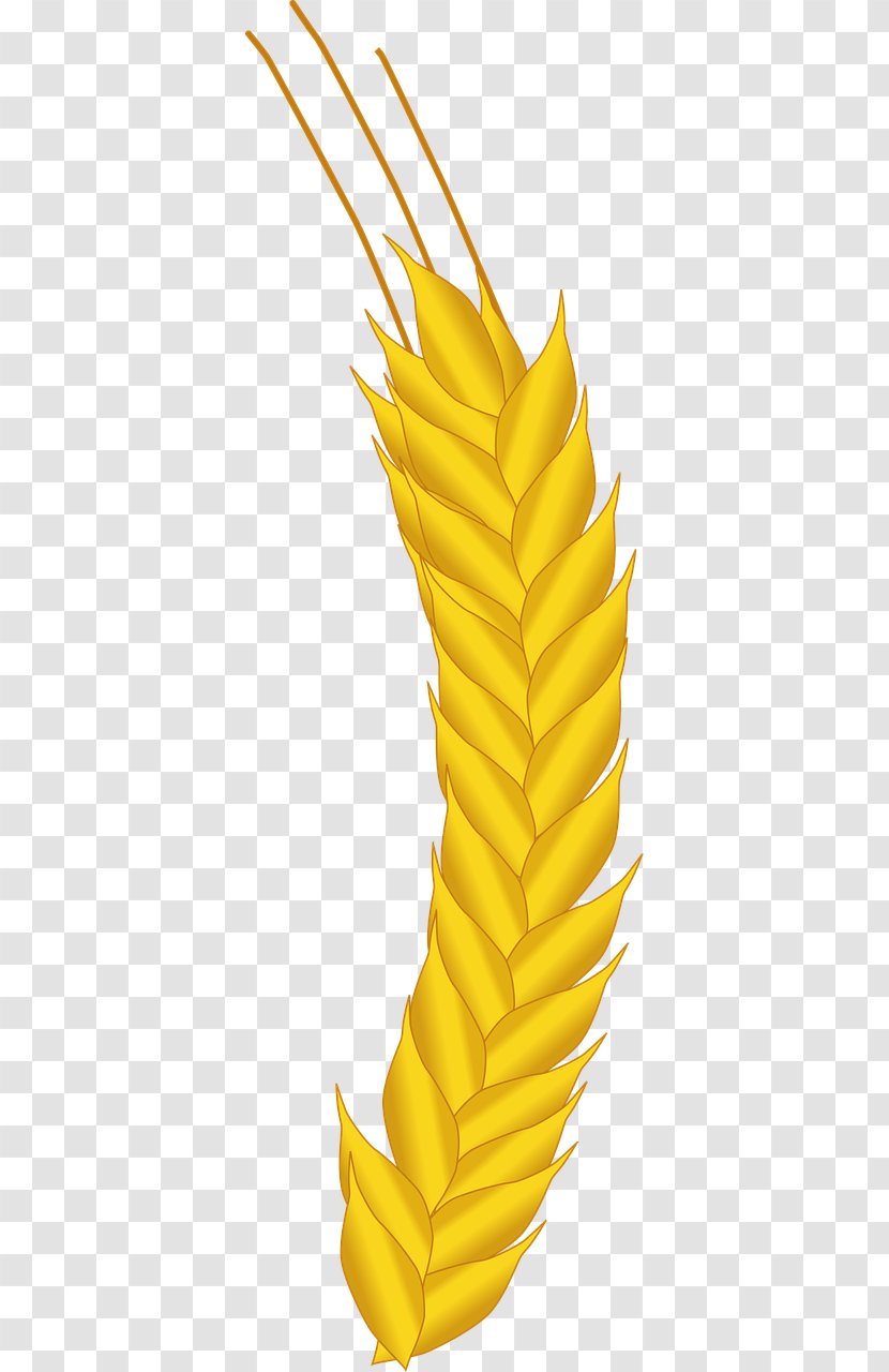 Maize Agriculture Crop Wheat - Grass Family Transparent PNG