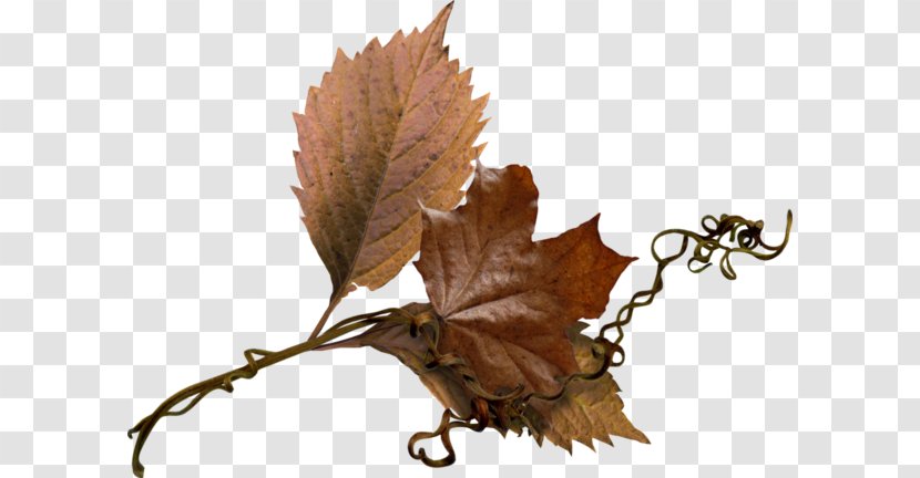 Leaf - Plant - Twig Transparent PNG