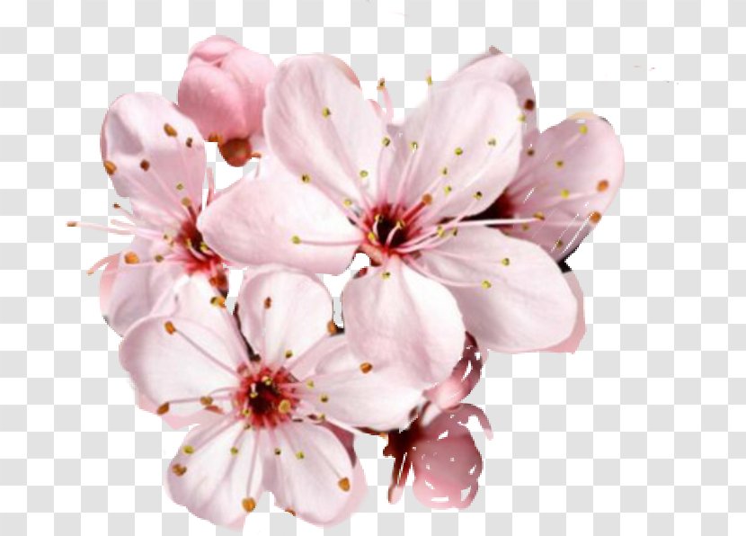 Cherry Blossom Flower Desktop Wallpaper - WATERCOLOR CHERRY BLOSSOM Transparent PNG