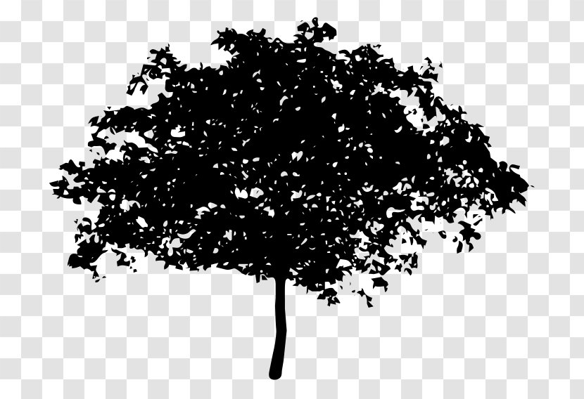 Tree Drawing Clip Art - Branch - Vector Transparent PNG