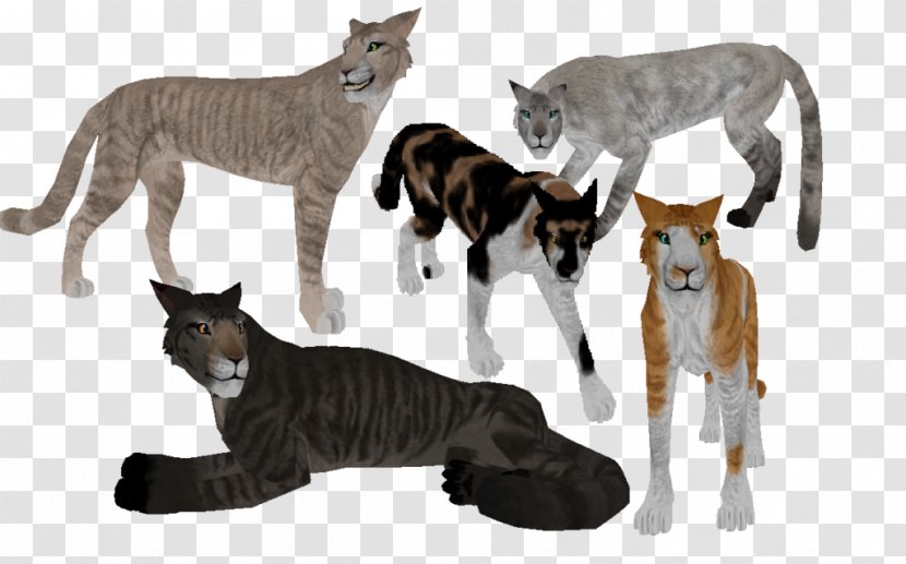 Feral Cat Burmese Calico Tabby Felidae - Mammal - Warriors Transparent PNG