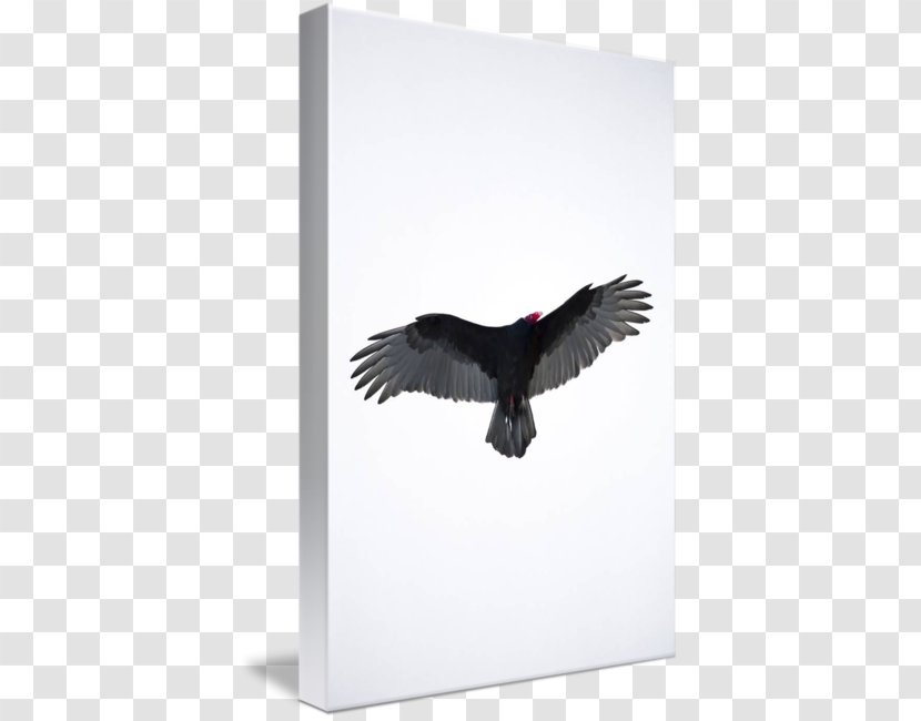 Eagle Beak - Bird Of Prey Transparent PNG