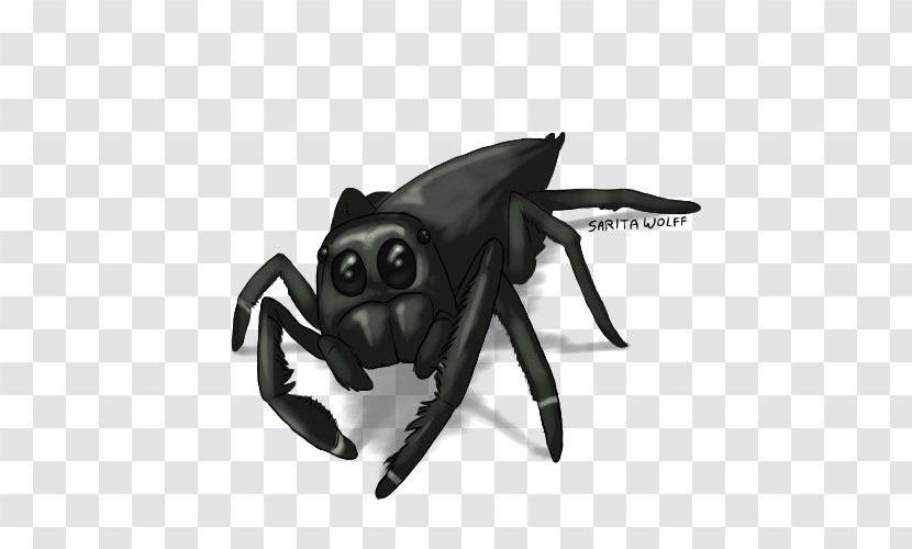 Insect - Arthropod Transparent PNG
