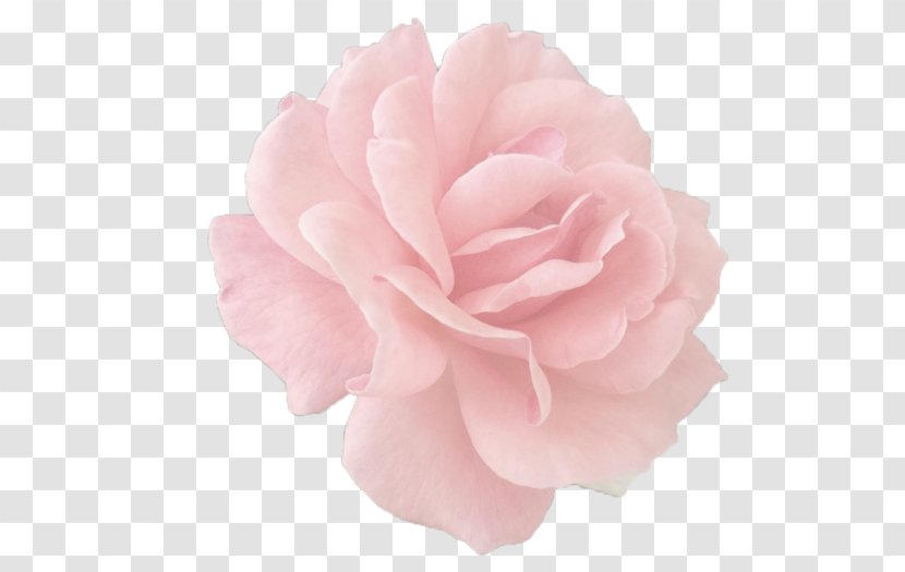 Garden Roses Centifolia Pink Paper Cut Flowers - Light - Rosa Transparent PNG