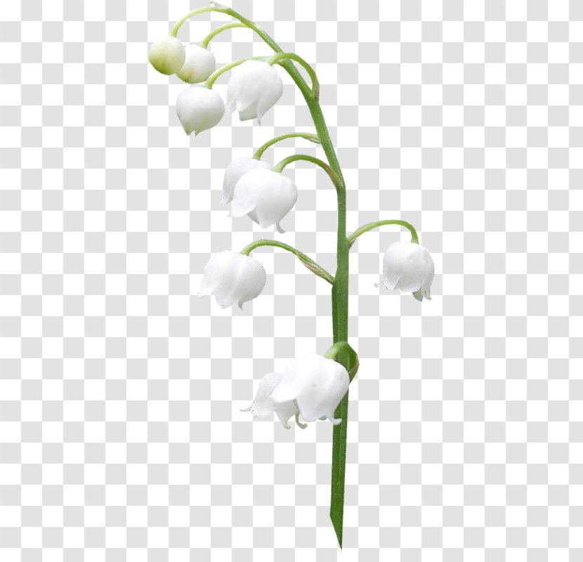 Moth Orchids Lily Of The Valley Cut Flowers Transparent PNG