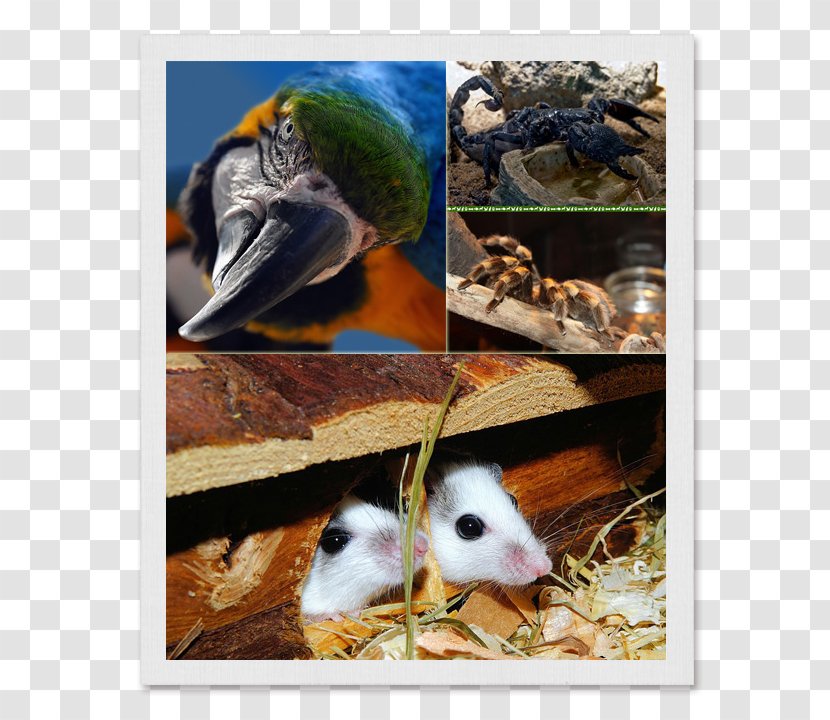 Mouse Rodent Hamster Rat Bird - Guinea Pig Transparent PNG