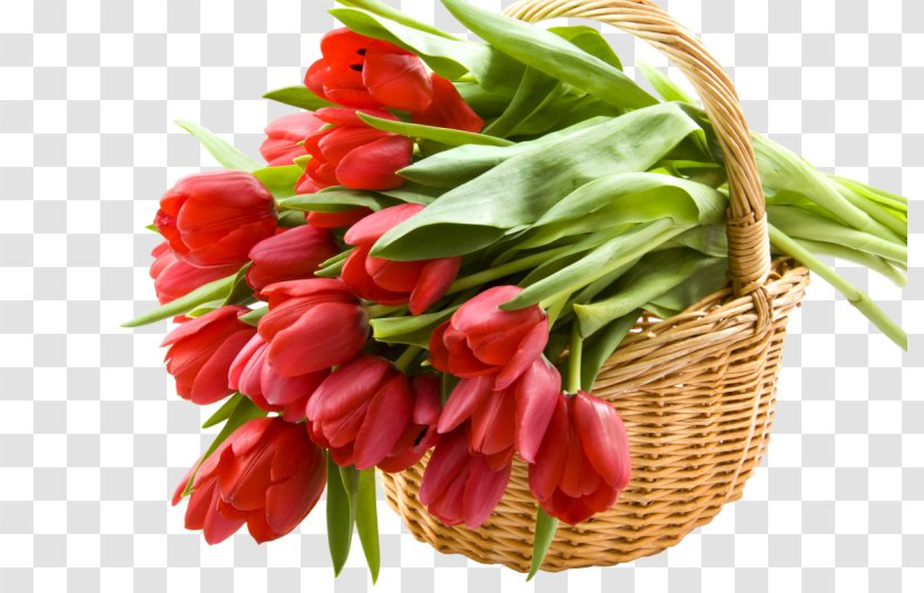 Desktop Wallpaper Tulip Flower - 8 March Transparent PNG