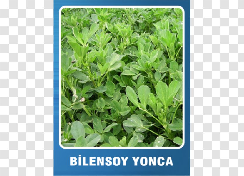 Alfalfa Seed Agriculture Plants Yem Bitkileri - Rhizobium Transparent PNG